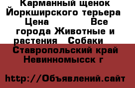 Карманный щенок Йоркширского терьера › Цена ­ 30 000 - Все города Животные и растения » Собаки   . Ставропольский край,Невинномысск г.